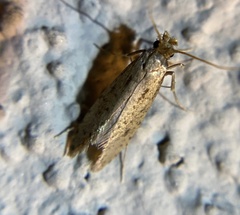 Amydria effrenatella