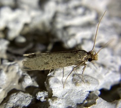 Amydria effrenatella