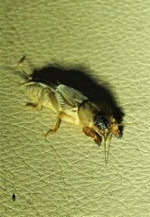 Gryllotalpa australis
