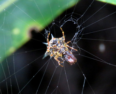Macracantha hasselti