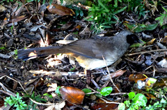 Pterorhinus perspicillatus