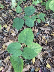 Clerodendrum bungei