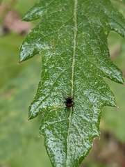 Lindneromyia
