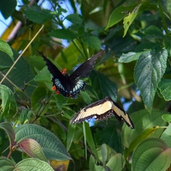 Heraclides androgeus epidaurus