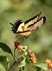 Heraclides androgeus epidaurus