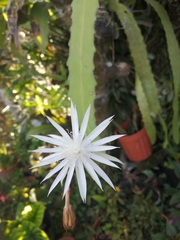Epiphyllum hookeri