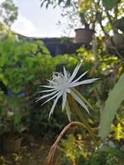 Epiphyllum hookeri