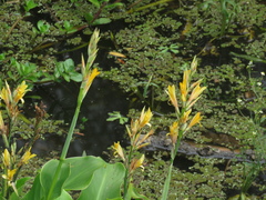 Canna glauca