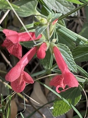 Stachys coccinea