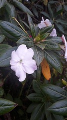Impatiens sodenii
