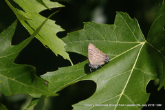 Satyrium caryaevorus