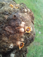 Sphaerobolus stellatus