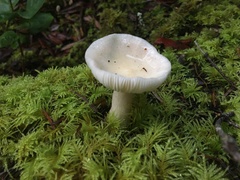 Russula crassotunicata