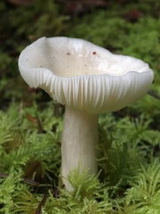 Russula crassotunicata