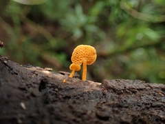 Favolaschia calocera