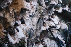 Phalacrocorax punctatus punctatus