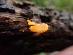 Favolaschia calocera