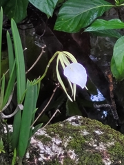 Brassavola nodosa image