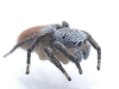 Habronattus decorus