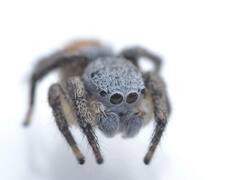 Habronattus decorus