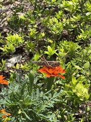 Schistocerca americana