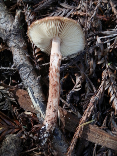 Limacella delicata var. delicata image