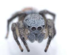 Habronattus decorus