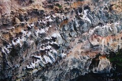 Phalacrocorax punctatus punctatus