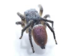Habronattus decorus