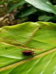 Sphenocorynes kosempoensis