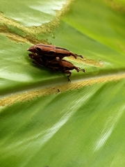 Sphenocorynes kosempoensis