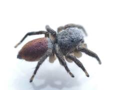 Habronattus decorus