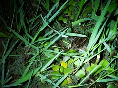 Leptodactylus macrosternum