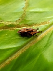 Sphenocorynes kosempoensis