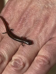 Plethodon serratus