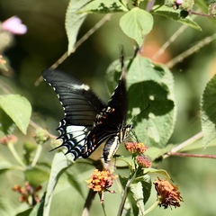 Heraclides androgeus epidaurus