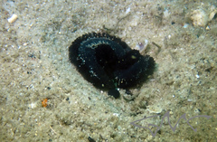 Branchellion plicobranchus