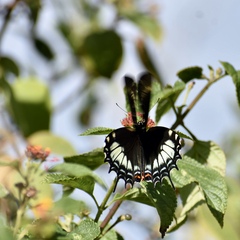 Heraclides androgeus epidaurus