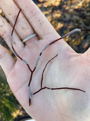 Jellyella tuberculata