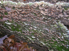 Trichaptum abietinum