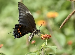 Heraclides androgeus epidaurus
