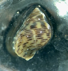 Planaxis sulcatus