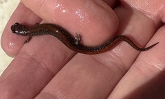 Plethodon serratus