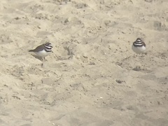 Charadrius vociferus