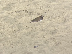 Charadrius vociferus