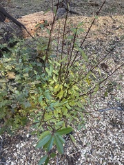 Frangula californica