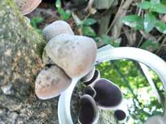 Auricularia nigricans