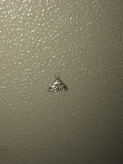 Chrysendeton imitabilis