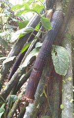 Iriartea deltoidea