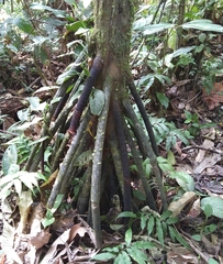 Iriartea deltoidea